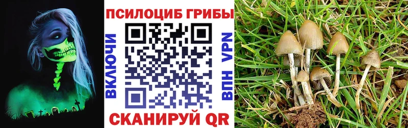 Псилоцибиновые грибы Psilocybe  Морозовск 